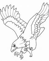 Coloring Colorat Aquila Aigle Aguila Pasari Faucon Falco Colorare Coloriages Aquile Falcon Disegni P02 Planse Acquila Poiana Reale Desene Picchiata sketch template