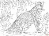 Leopard Coloring Tree Printable Pages Sitting Colorear Para Dibujos Leopardo Colouring Dibujo Un Supercoloring Leopards Imprimir Crafts Drawing Trending Days sketch template