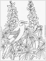 Coloring Pages Realistic Adults Bluebonnet Template Robin Adult Bird Printable Color Print Incredible Getcolorings sketch template