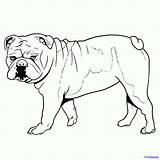 Bulldog Draw Drawing Bulldogs English Dog Coloring Step Line Sketch Dragoart Cartoon Funny Cute sketch template