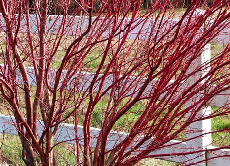 red twig dogwood bush size