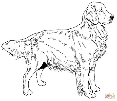 black lab coloring pages  getcoloringscom  printable colorings