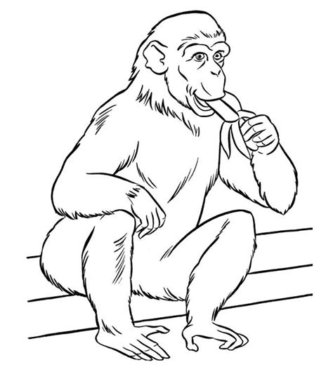 zoo animal coloring pages  kids  kids network  dedicated