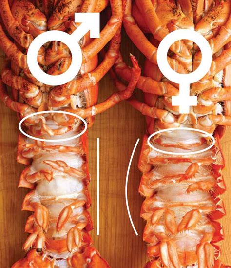 How To Tell If A Lobster Is Male Or Female Allrecipes