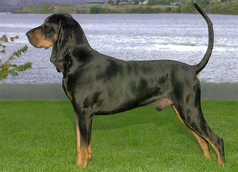coonhound dog breeds facts advice pictures mypetzilla uk