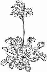 Venus Flytrap Trap Plant Printable Muscipula Dionaea Traps Etc Designlooter Coloringfolder Carnivorous Carnivore Tiff sketch template