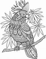 Coloring Pages Adults Animal Resell Right Order sketch template