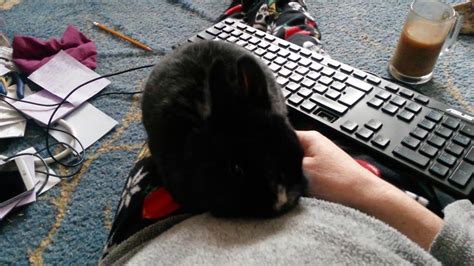Bunny Wants Attention Now Youtube