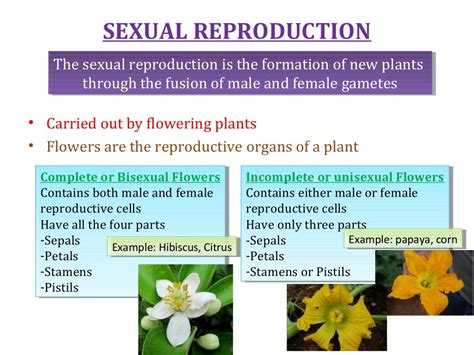 cbse grade  chapter  reproduction  plants