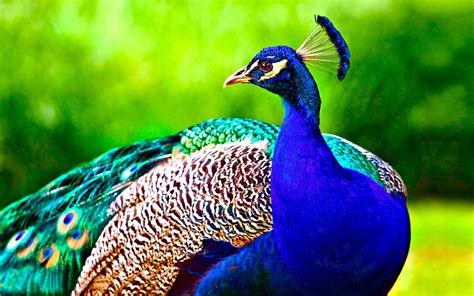 photo beautiful peacock animal bird color