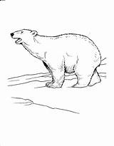Polar Bear Coloring Pages Printable Kids Arctic Bears Coloring4free Roaring Animals Bestcoloringpagesforkids Tundra Realistic Snow Popular sketch template