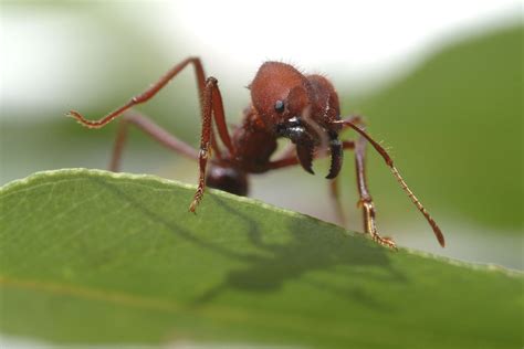 facts  leafcutter ants