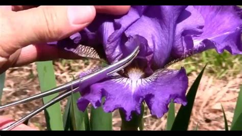 pollinate  iris  easy  fun  grow irises  seeds