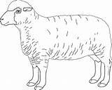 Sheep Outline Coloring Pages Drawing Feed Realistic Getdrawings Print Xcolorings Coloringhome sketch template
