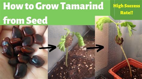 grow tamarind  seed germinating tamarind seeds youtube