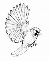 Bird Cardinal Drawing Drawings Paintingvalley sketch template