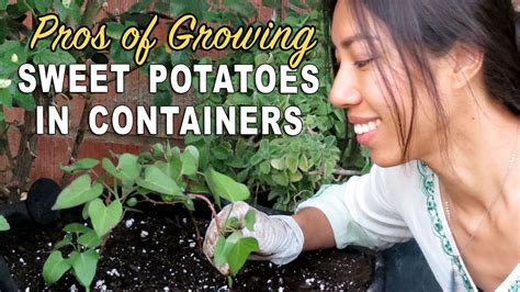 growing sweet potatoes  container youtube
