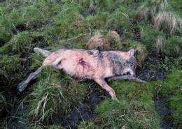 wolf   century shot dead  german region