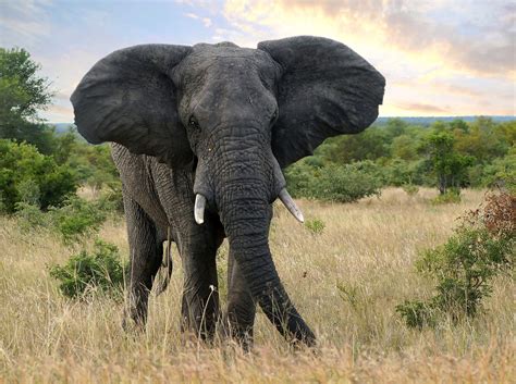 afrikanischer elefant foto bild tiere wildlife saeugetiere bilder