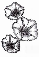 Morning Glory Tattoo Flower Drawing Beach Tattoos Plants sketch template