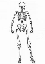 Skeleton Coloring Pages Human Posing System Anatomy Skeletal Kids Printable Color Getcolorings sketch template