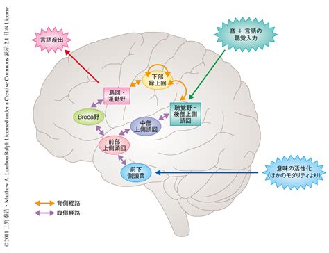 言語の背側 腹側二重経路を導入したコンピューターモデルを用いて失語症の理解と言語の神経基盤の理解とを同一の枠組みで実現する ライフ