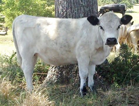 jimmies blog british white cattle  wild white cattle