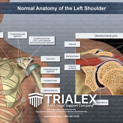 normal anatomy   left shoulder trialexhibits