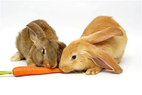 4 rabbit food myths you should never believe rabbit hole hay
