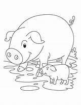 Pig Coloring Piglet Pages Pigs Baby Cute Piglets Color Template Printable Print Kids Clip Mud Simple Animal Info Many Popular sketch template