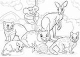 Marsupiales Marsupials Animais Kolorowanki Mammals Dieren Zwierzęta Quoll Australii Koala Meses Editar sketch template