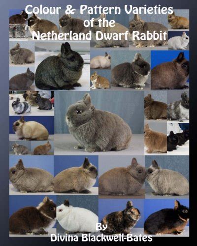 colour and pattern varieties of the netherland dwarf rabbit