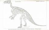 Dinosaur Skeleton Printable Coloring Bones Pages Dinosaurs Bone Template Bubakids Wallpaperfor Kids Printablee Via sketch template