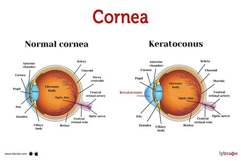 cornea image human anatomy picture functions diseases  treatments