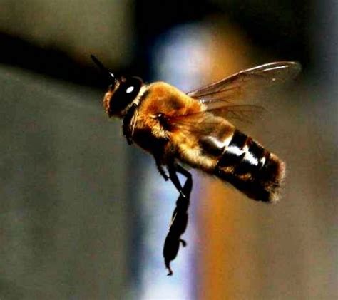 drone bee beekeeping