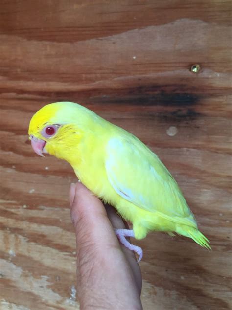 parrotlet  sale  california  petzlover