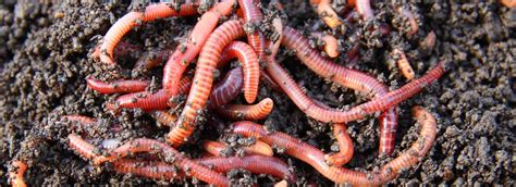 worms history   interesting facts
