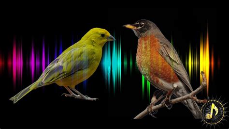 bird singing sound effect  sound effects youtube