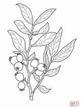 Colorir Huckleberry Mirtillo Kolorowanka Jagody Cherry Supercoloring Fruit Druku Albero Ulivo Frutta Natureza Czarnej Galazka Kolorowanki sketch template