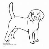 Beagle Dog Coloring Color Pages Drawing Line Own Drawings Dogs Canine Last sketch template