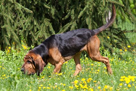 meet  bloodhound