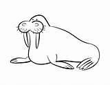 Morse Coloriages Colorier Walrus sketch template