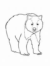 Bear Coloring Pages Brown Grizzly Printable Color Kids Print Corduroy Do Face Animal Drawing American Tô Màu Template Polar Bé sketch template
