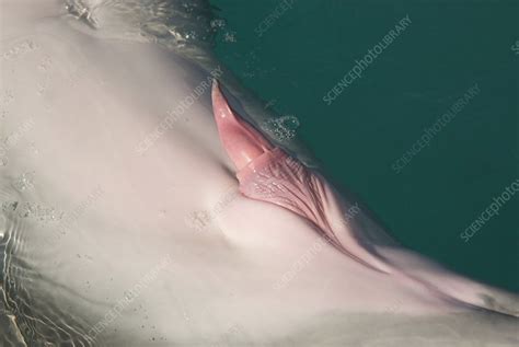 close up of bottlenose dolphin penis stock image c008 6422 science photo library