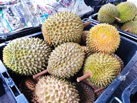 gambar durian musang king malaysian durian thorny fruit fresh