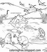 Color Coloring Pages Wildlife Drawing Printable Animals River Beaver Colouring Canada Canadian Sheet Fish Kids Lakes sketch template
