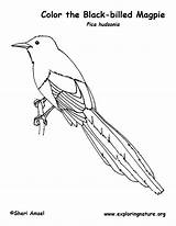 Magpie Bird Billed sketch template