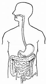 Digestive Biologie Anatomie Digestivo Organs Coloringhome Ausmalbild sketch template