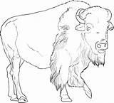 Buffalo Coloring Pages African Draw Outline Drawing Drawings Animals Animal Color American Step Print Bison Printable Pencil Kids Sheets Skull sketch template
