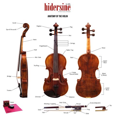 violin knowledge fascinating violin facts anatomy   violin ubicaciondepersonascdmxgobmx